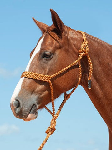 Flat Braid Halter with 8ft Lead Halters & Leads Cashel Company Bronco Western Supply Co. 