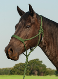 Flat Braid Halter with 8ft Lead Halters & Leads Cashel Company Bronco Western Supply Co. 